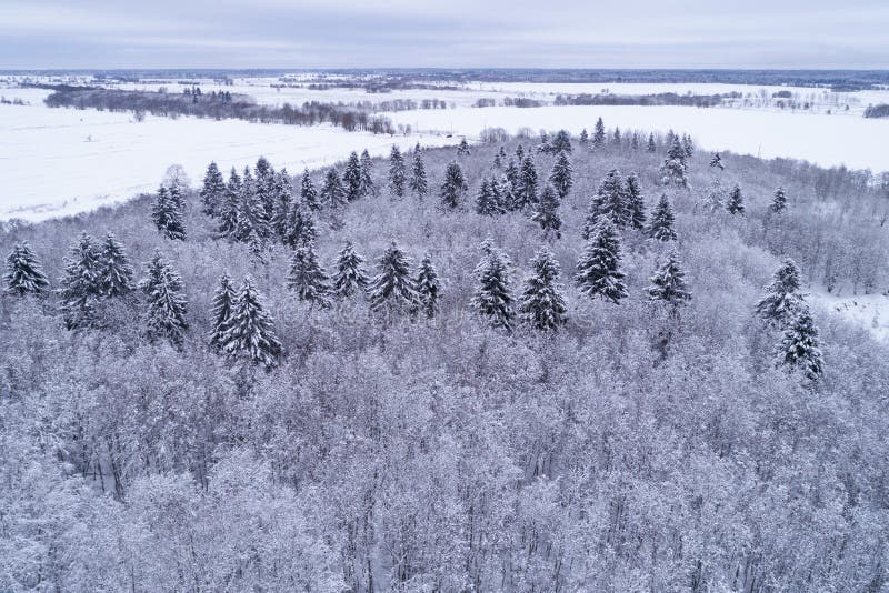 Vue aérienne d'hiver de forêt sauvage de la nature époustouflante. Le haut arbre forestiers étonnant d'hiver d'attitude complète l'horaire d'hiver de vue aérienne