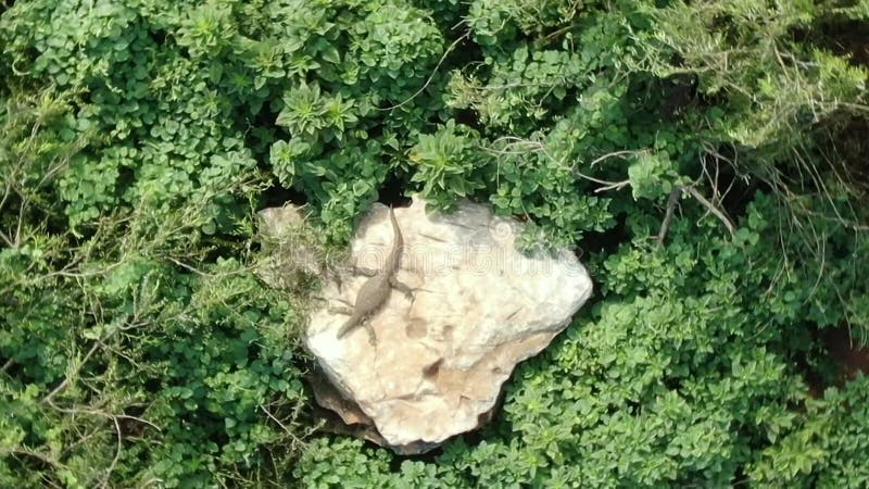 Vue aérienne d'un moniteur d'eau asiatique géant varanus salvator sur une pierre sous les rayons du soleil banque de vidéos