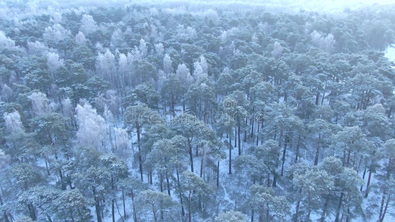 Vue aérienne de belle forêt d'hiver du bourdon clips vidéos