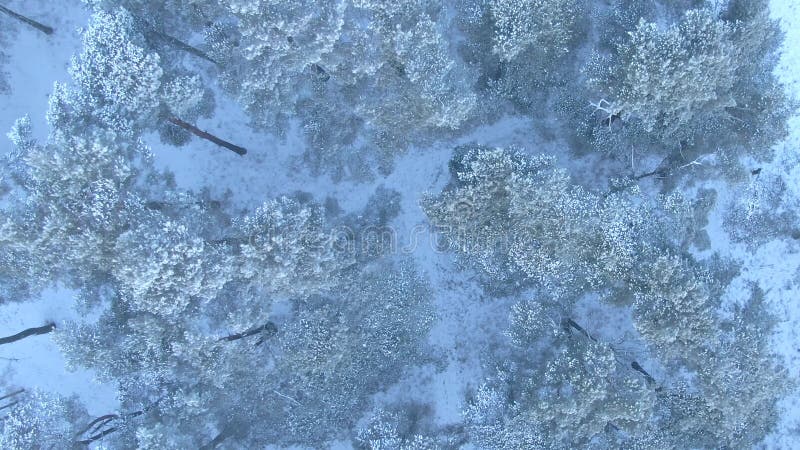 Vue aérienne de belle forêt d'hiver du bourdon banque de vidéos