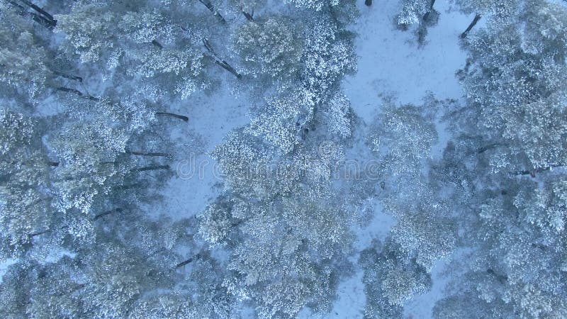 Vue aérienne de belle forêt d'hiver du bourdon banque de vidéos