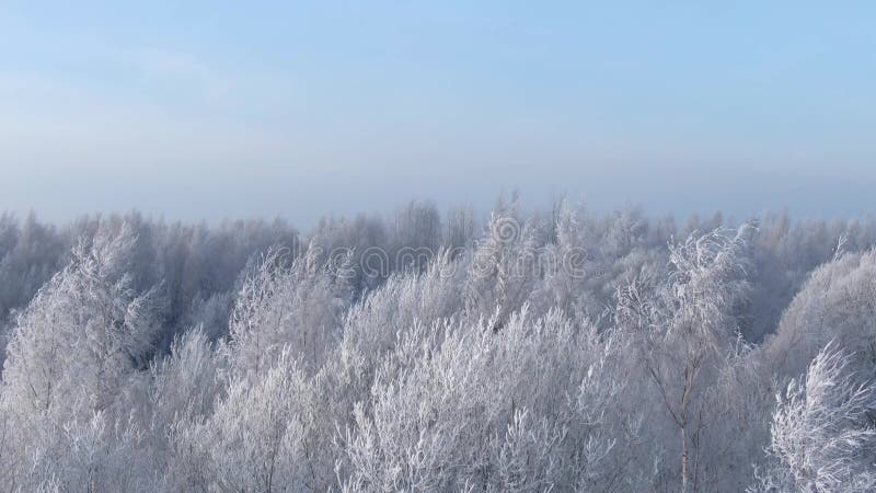 Vue aérienne de belle forêt d'hiver du bourdon clips vidéos
