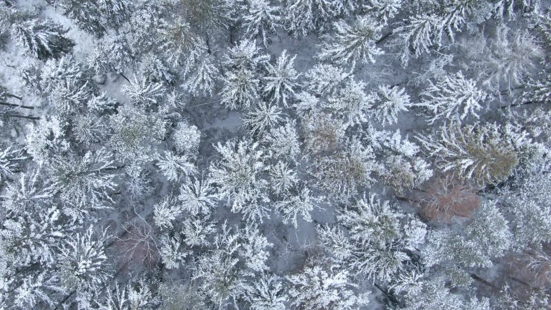 Vue aérienne de belle forêt d'hiver du bourdon banque de vidéos