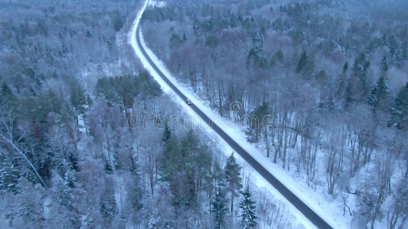 Vue aérienne de belle forêt d'hiver du bourdon banque de vidéos