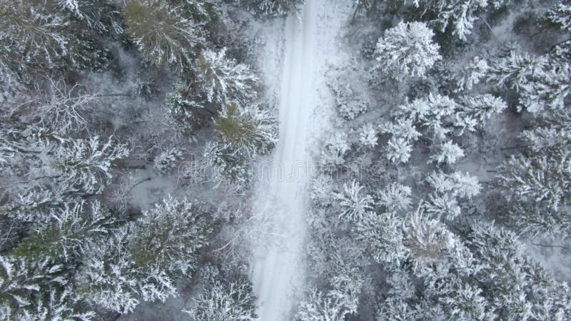 Vue aérienne de belle forêt d'hiver du bourdon banque de vidéos