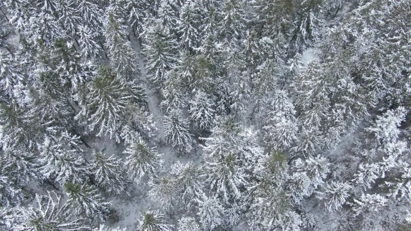 Vue aérienne de belle forêt d'hiver du bourdon clips vidéos