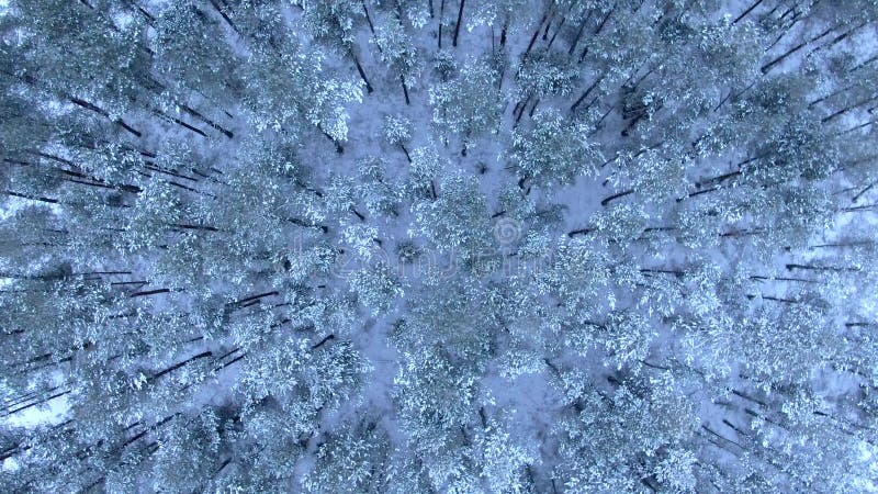 Vue aérienne de belle forêt d'hiver du bourdon banque de vidéos