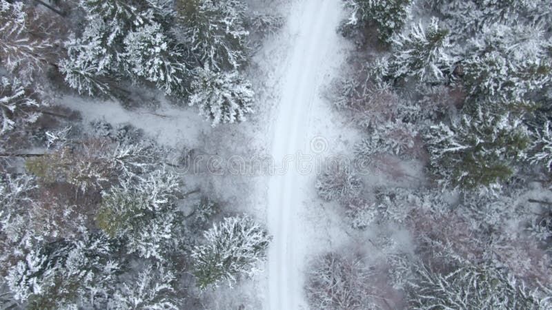 Vue aérienne de belle forêt d'hiver du bourdon banque de vidéos