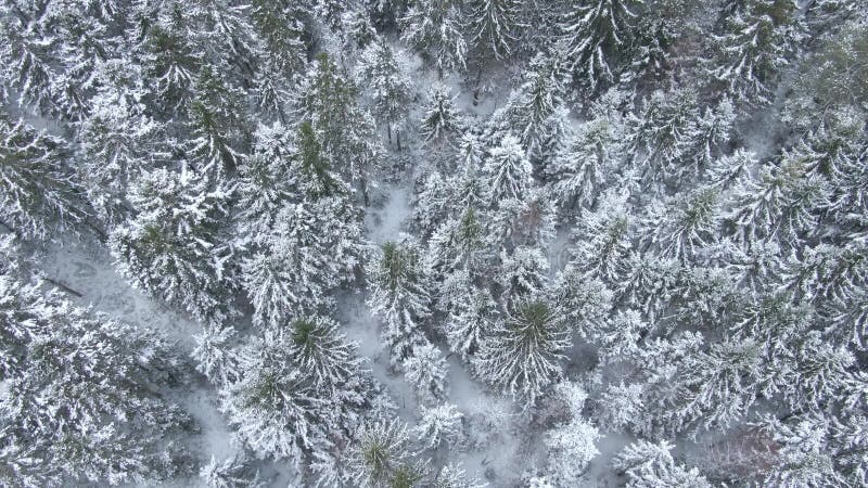 Vue aérienne de belle forêt d'hiver du bourdon banque de vidéos