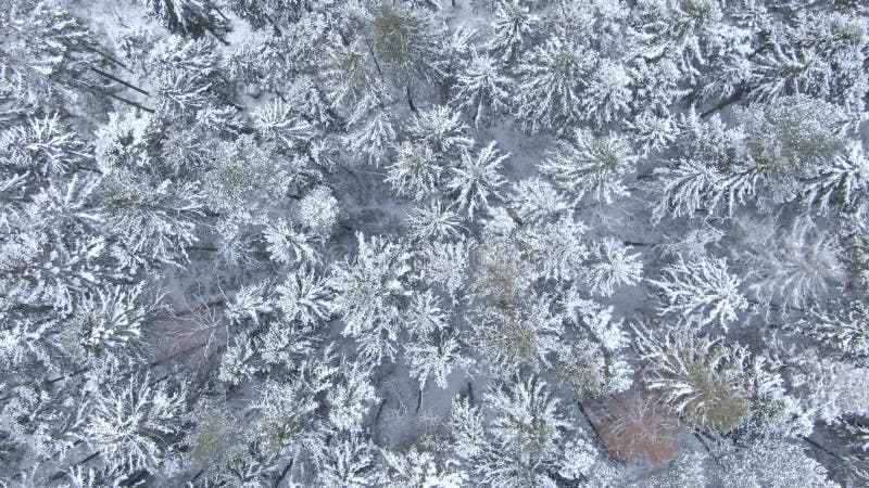 Vue aérienne de belle forêt d'hiver du bourdon banque de vidéos