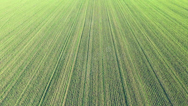 Vue aérienne de drone vidéo de l'agriculture de terrain vert culture fraîche