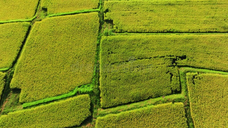 Vue aérienne de l'agriculture sur la terrasse du riz clips vidéos