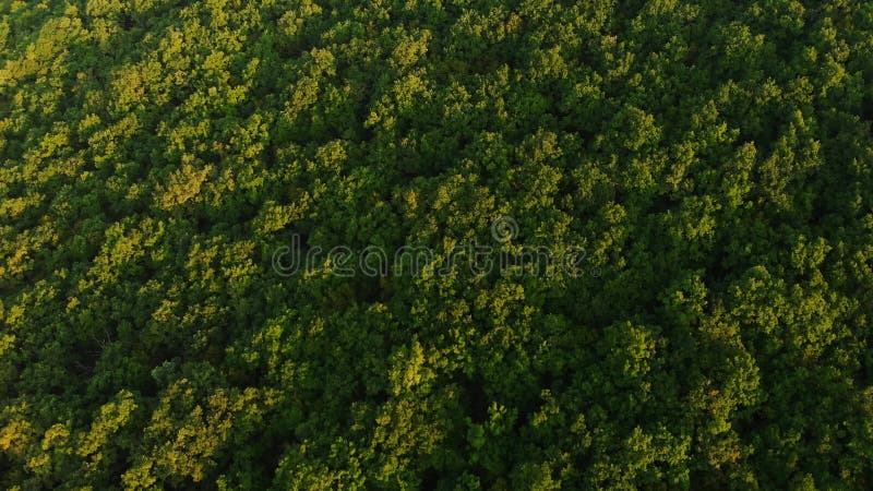 Vue aérienne de la forêt avec vue de dessus d'arbres banque de vidéos