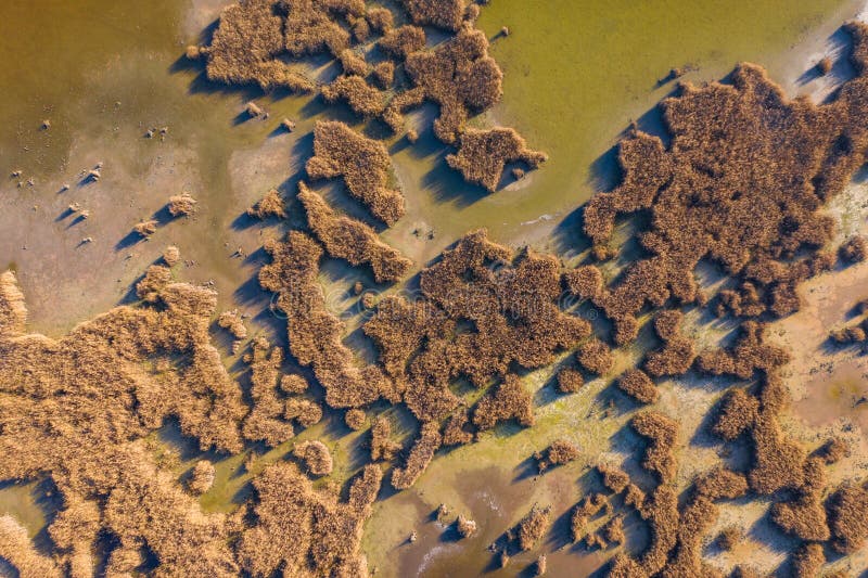 Vue aérienne de la Hongrie de pakozd de texture de roseaux au lac velence. Les roseaux donnent au texturer velence du lac