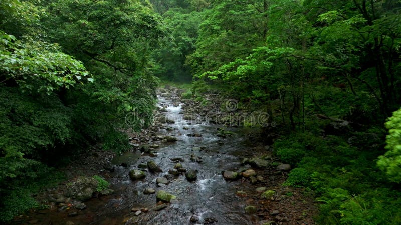 Vue aérienne de la rivière Nature et du flux d'eau forestière à Taïwan banque de vidéos