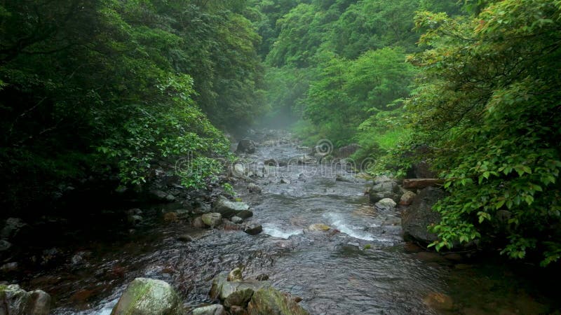 Vue aérienne de la rivière Nature et du flux d'eau forestière à Taïwan clips vidéos