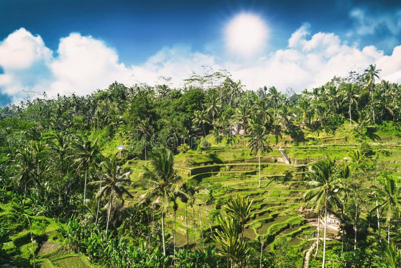 Vue aérienne de terrasse de riz de Tegalalang au jour ensoleillé dans Ubud, Bali, Indonésie images libres de droits Vue aérienne de terrasse de riz de Tegalalang au jour ensoleillé dans Ubud, Bali, Indonésie images libres de droits