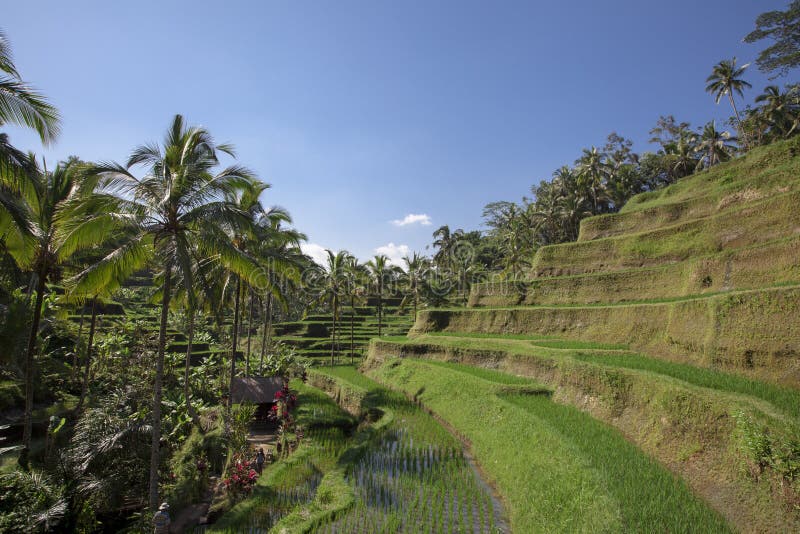 Vue aérienne de terrasse de riz de Tegalalang dans Ubud, Bali, Indonésie photos libres de droits Vue aérienne de terrasse de riz de Tegalalang dans Ubud, Bali, Indonésie photos libres de droits
