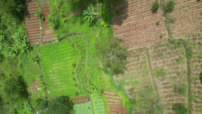 Vue aérienne des terres agricoles avec jardins et arbres banque de vidéos
