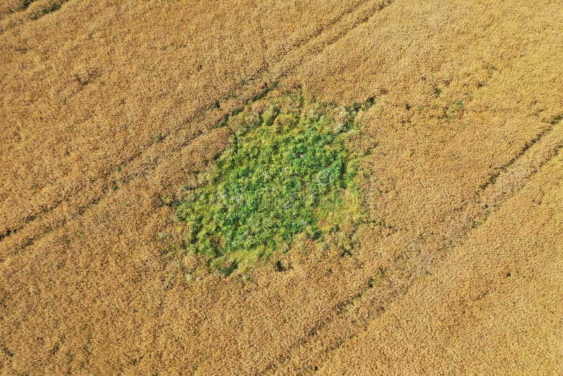 Vue aérienne du drone sur les mauvaises herbes vertes en surcroissance sur le champ de blé jaune, ce qui crée un gros problème et image stock Vue aérienne du drone sur les mauvaises herbes vertes en surcroissance sur le champ de blé jaune, ce qui crée un gros problème et image stock