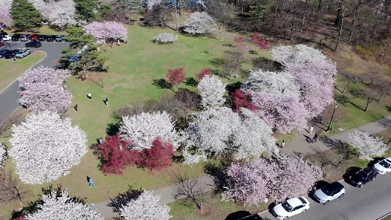 Vue aérienne du festival de fleurs de cerisiers à Branch Brook Park Newark clips vidéos