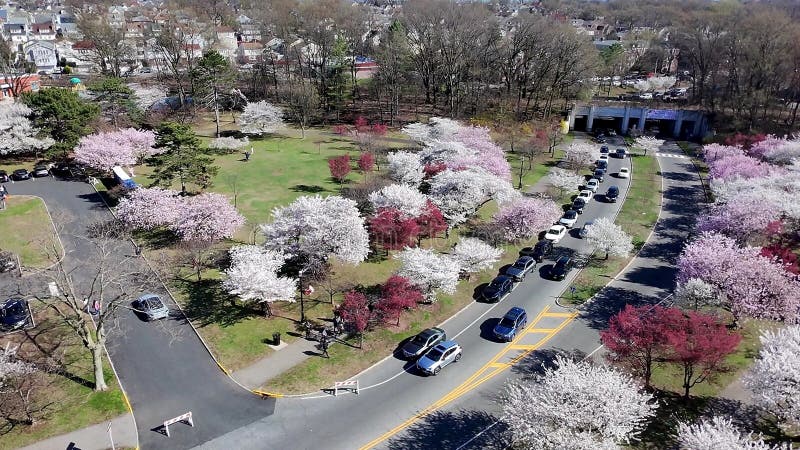 Vue aérienne du festival de fleurs de cerisiers à Branch Brook Park Newark clips vidéos