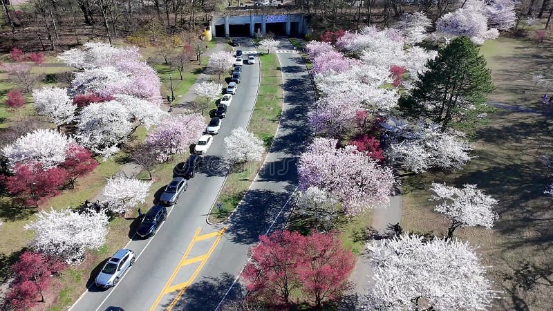 Vue aérienne du festival de fleurs de cerisiers à Branch Brook Park Newark banque de vidéos