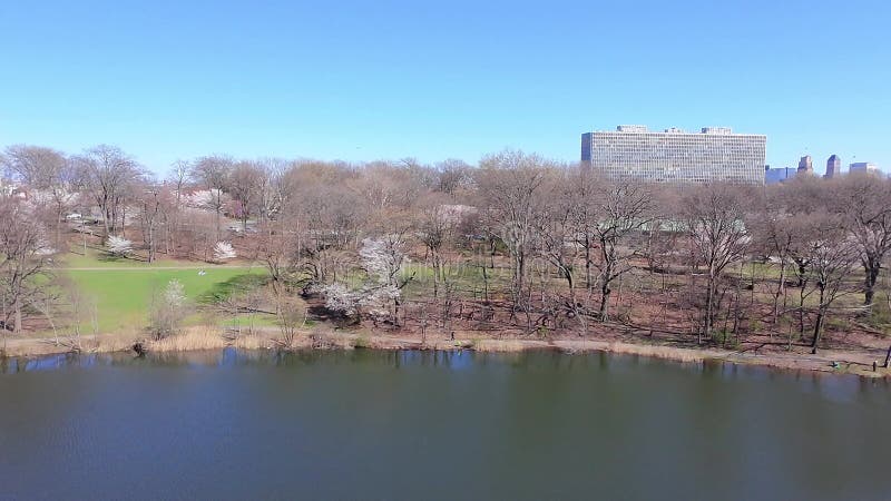 Vue aérienne du festival de fleurs de cerisiers à Branch Brook Park Newark clips vidéos