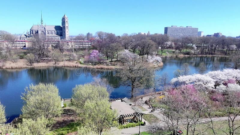 Vue aérienne du festival de fleurs de cerisiers à Branch Brook Park Newark New Jersey banque de vidéos