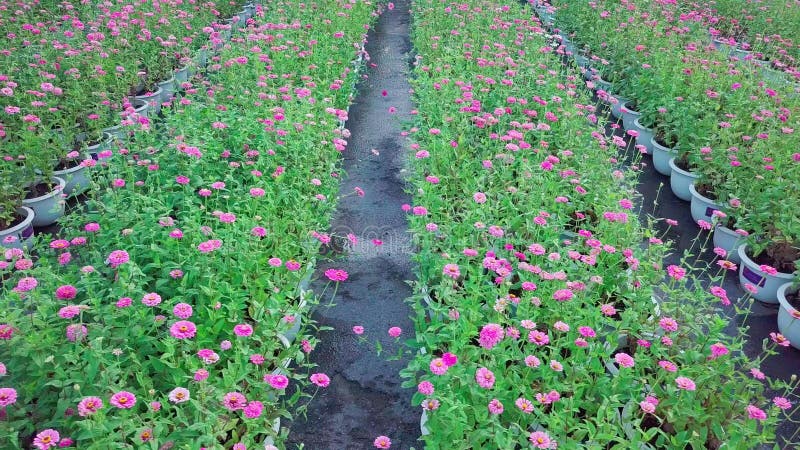 Vue aérienne du jardin fleuri de zinnia rose en pleine floraison banque de vidéos