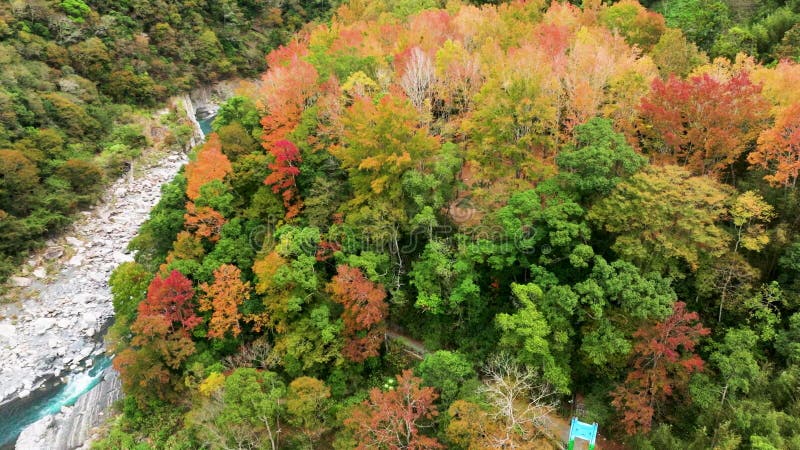 Vue aérienne du paysage d'automne hsinchu jianshi xiuluan maple forest à taïwan banque de vidéos