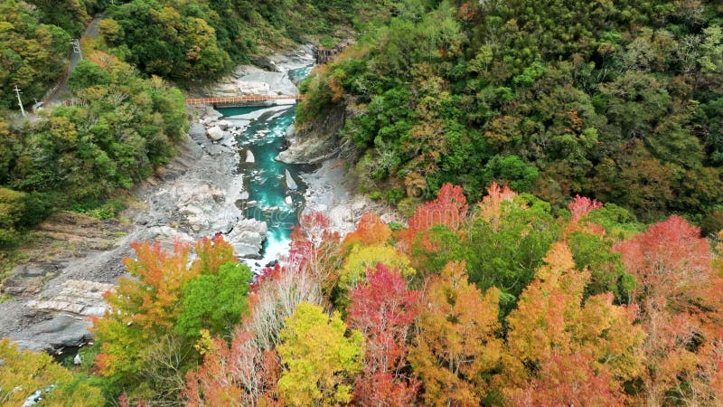 Vue aérienne du paysage d'automne hsinchu jianshi xiuluan maple forest à taïwan banque de vidéos
