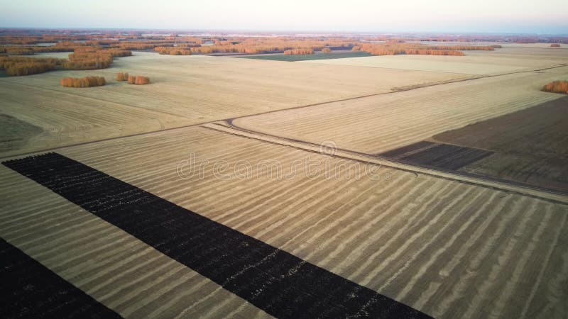 Vue aérienne 4k de résolution Moderne moissonneuse ramasse le blé mûr laissant derrière elle un nuage de poussière dans un champ