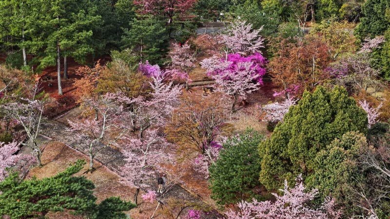 Vue aérienne par drone de la fleur de cerisier clips vidéos