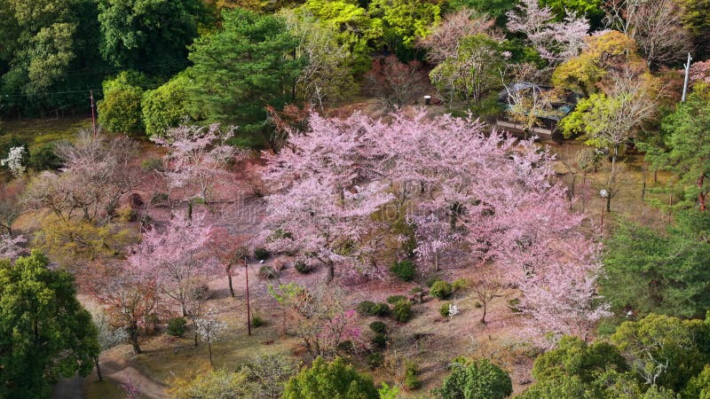 Vue aérienne par drone de la fleur de cerisier clips vidéos