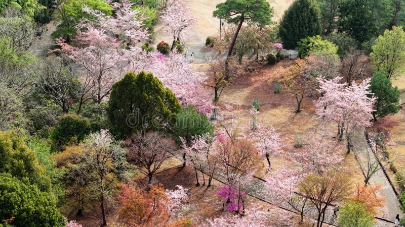 Vue aérienne par drone de la fleur de cerisier clips vidéos