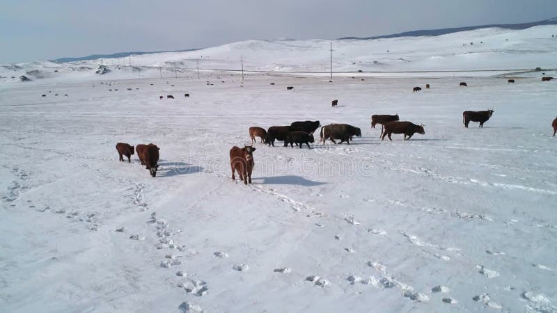 Vue aérienne sur de nombreuses vaches paissant sur un champ couvert de neige. Beau paysage hivernal. clips vidéos