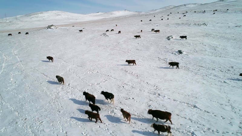 Vue aérienne sur de nombreuses vaches paissant sur un champ couvert de neige. Beau paysage hivernal. banque de vidéos