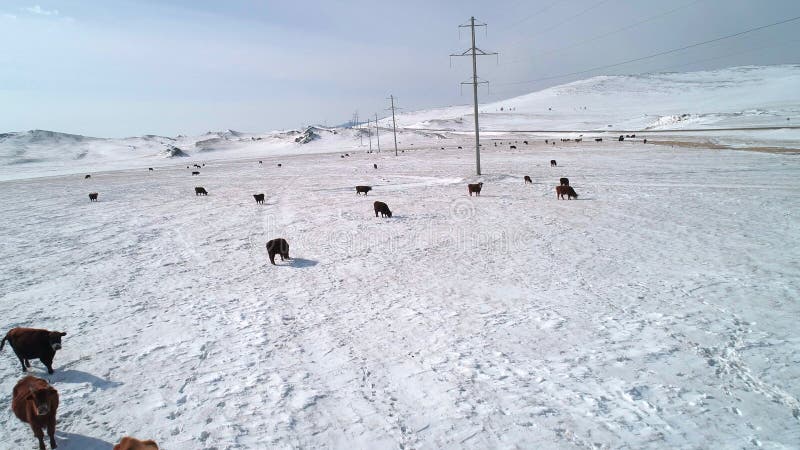 Vue aérienne sur de nombreuses vaches paissant sur un champ couvert de neige. Beau paysage hivernal. clips vidéos