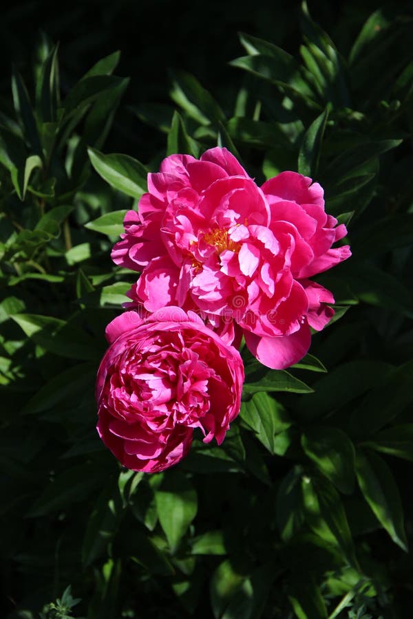View above on two red flowers with yellow-white cores shining on green leaves background. View above on two red flowers with yellow-white cores shining on green leaves background