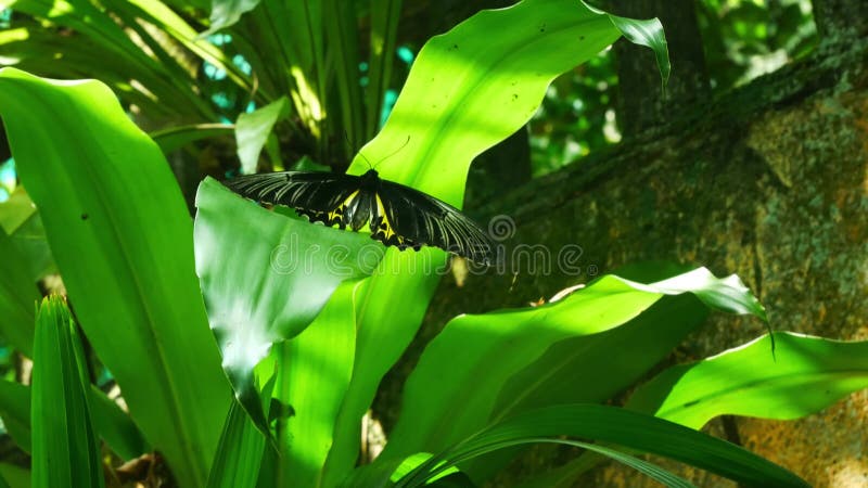 Vue closeup d'un papillon noir reposant sur une feuille clips vidéos