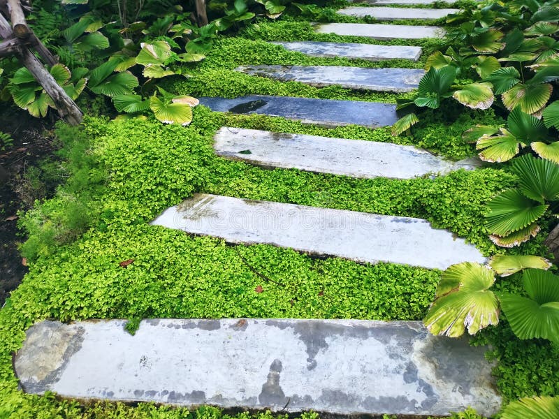 Vue courbe de passage couvert de blocs de béton par de petits arbustes dans le jardin photo stock Vue courbe de passage couvert de blocs de béton par de petits arbustes dans le jardin photo stock