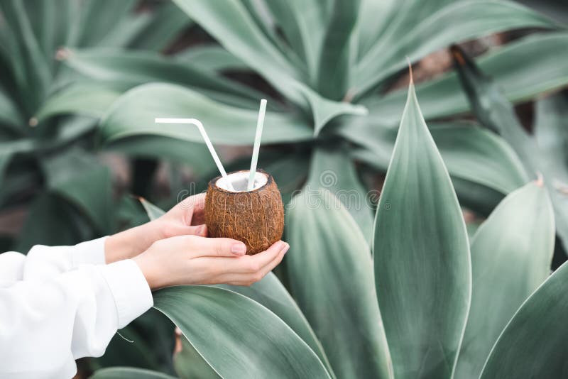 vue cultivée de femme tenant le cocktail frais en noix de coco avec des pailles, photographie stock libre de droits vue cultivée de femme tenant le cocktail frais en noix de coco avec des pailles, photographie stock libre de droits