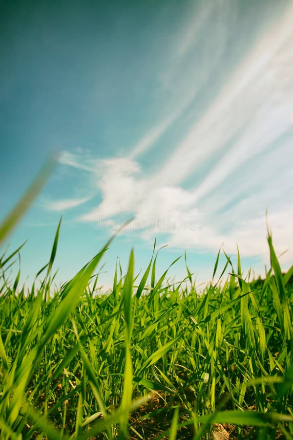 Vue d'angle faible d'herbe fraîche contre le ciel bleu avec des nuages concept de liberté et de renouvellement photographie stock libre de droits Vue d'angle faible d'herbe fraîche contre le ciel bleu avec des nuages concept de liberté et de renouvellement photographie stock libre de droits