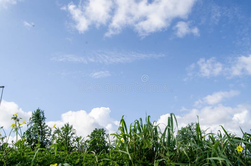 Vue d'angle faible d'herbe fraîche contre le ciel bleu avec des nuages photographie stock libre de droits Vue d'angle faible d'herbe fraîche contre le ciel bleu avec des nuages photographie stock libre de droits