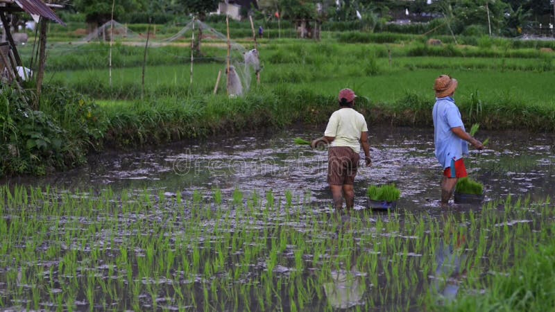 Vue d'ensemble des entreprises familiales travailleur agricole américain cultive du riz couple femme et homme heureux clips vidéos