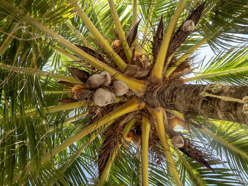 Vue Dans Le Palmier De Noix De Coco Belize Image Stock Image Du Palmier Noix 143728117