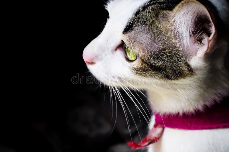 Vue De Côté Haute étroite De Chaton Mignon Blanc Noir