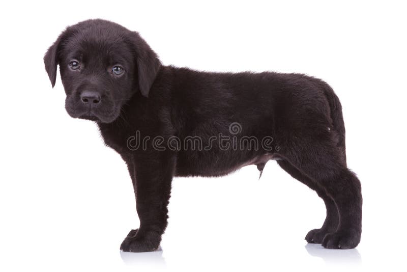 Chiot noir mignon de Labrador regardant l'appareil-photo image libre de droits Chiot noir mignon de Labrador regardant l'appareil-photo image libre de droits