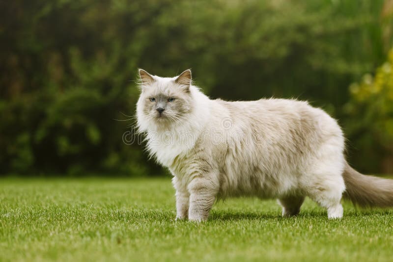 Vue de côté de chat mignon de ragdoll avec de beaux yeux se tenant sur une herbe image libre de droits Vue de côté de chat mignon de ragdoll avec de beaux yeux se tenant sur une herbe image libre de droits